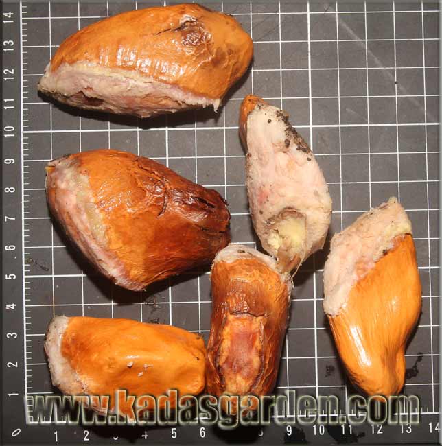 درخت دوریان یا قهوه سودانی